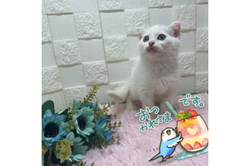 成約済の埼玉県のスコティッシュフォールド-22248の2枚目